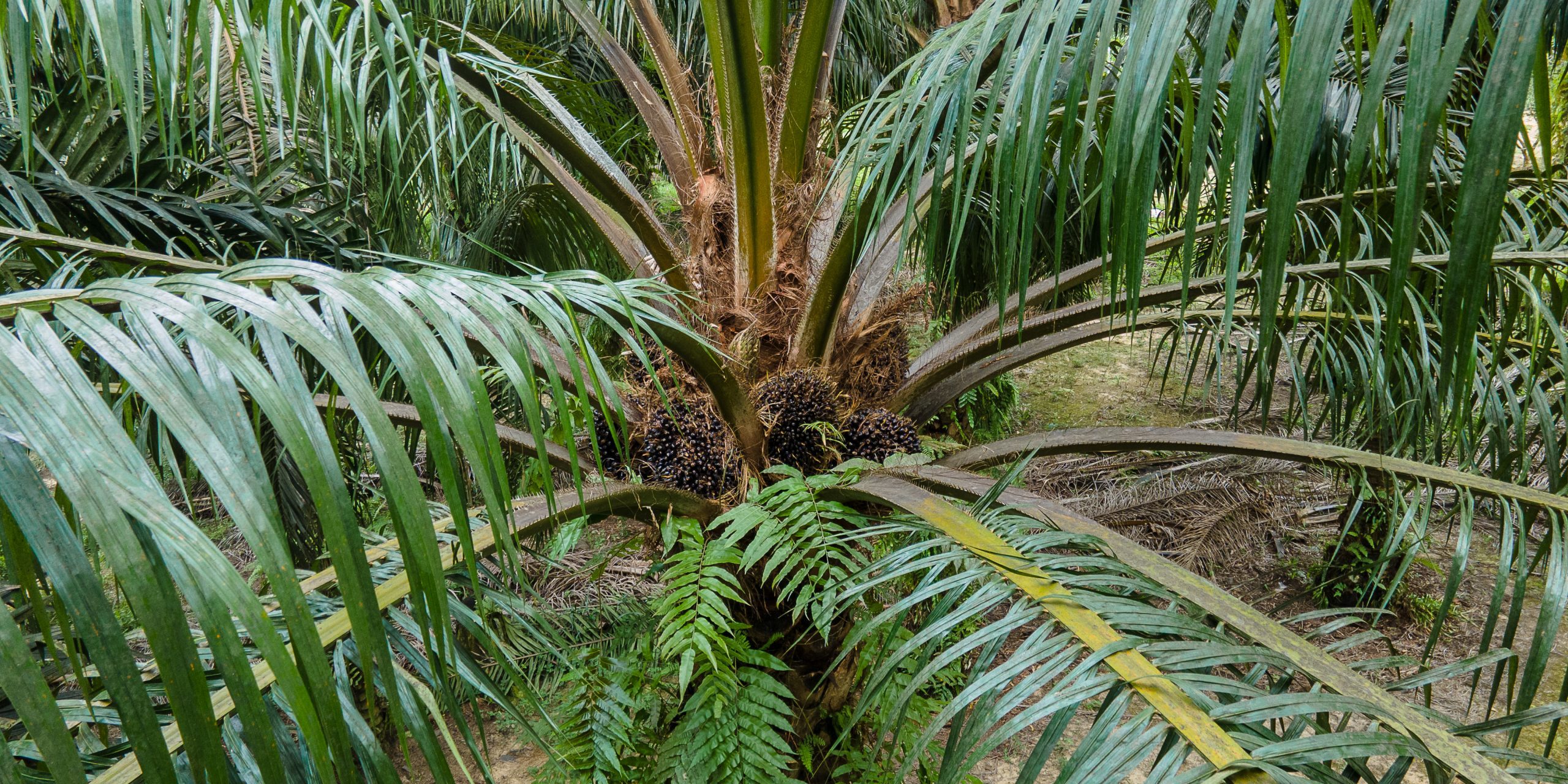 Our Works – Palm oil smallholder Project Paser 2019